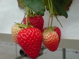 DSC00032.JPG