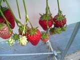 DSC00178.JPG