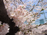 DSC00377.JPG